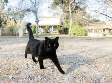 Téléchargez les photos : Magnifique chat noir marchant dans le jardin - en image libre de droit