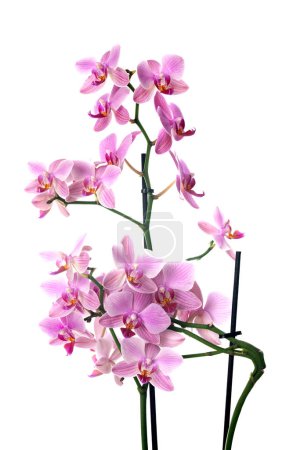 Téléchargez les photos : Orchidées de papillon de nuit devant le fond blanc - en image libre de droit