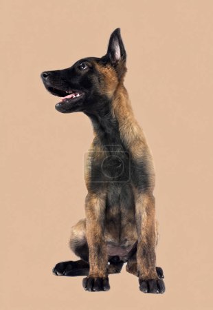 Photo for Puppy belgian shepherd in front of brown background - Royalty Free Image