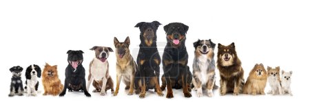 Photo for Group of dogs in front of white background - Royalty Free Image