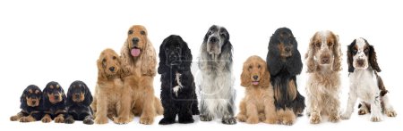 Photo for English Cocker Spaniels in front of white background - Royalty Free Image