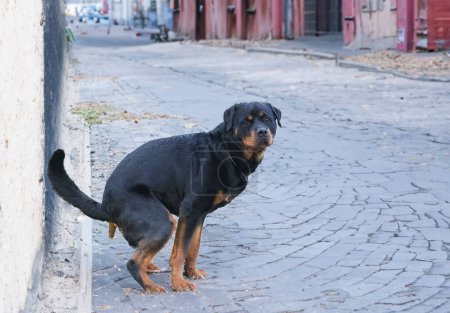 young rottweiler defecate in a town on the road