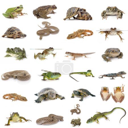 Foto de European reptiles and amphibians in front of white background - Imagen libre de derechos