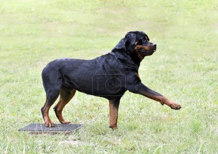 Téléchargez les photos : Dressage de chien pour la discipline d'obéissance avec un rottweiler - en image libre de droit