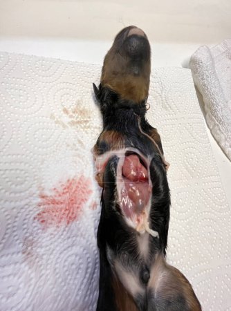 Foto de Cachorro malformado recién nacido rottweiler en el veterinario - Imagen libre de derechos
