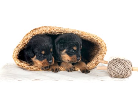 puppies rottweiler in front of white background