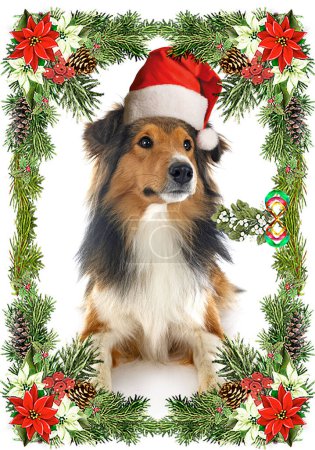 Photo for Young rough collie in front of white background - Royalty Free Image