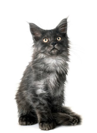 Photo for Maine coon kitten in front of white background - Royalty Free Image