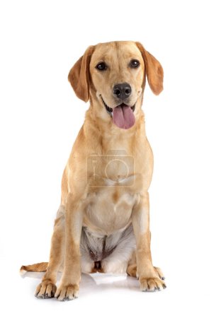 Photo for Puppy labrador retriever in front of white background - Royalty Free Image