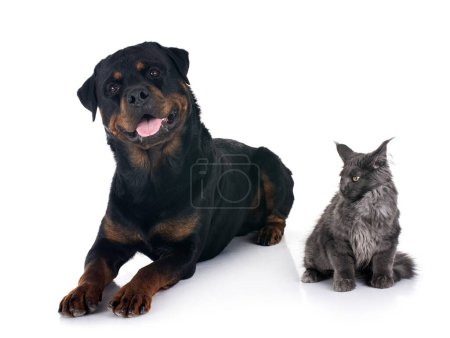 Téléchargez les photos : Maine coon chaton et rottweiler en face de fond blanc - en image libre de droit