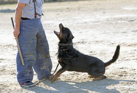 Foto de Entrenamiento joven rottweiler para el deporte de protección y la policía - Imagen libre de derechos