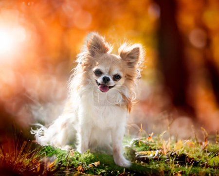 Photo for Little chihuahua posing in the nature in autumn - Royalty Free Image