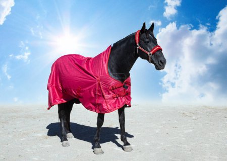 Foto de Black horse and his horse blanket for winter - Imagen libre de derechos