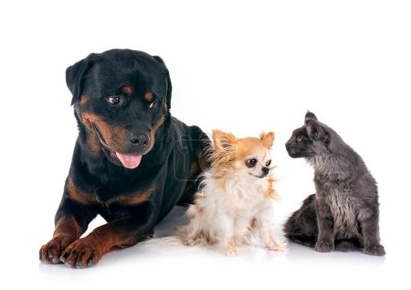 Photo for Rottweiler, maine coon kitten and chihuahua in front of white background - Royalty Free Image