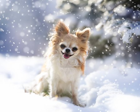 Téléchargez les photos : Petit chihuahua posant dans la nature en hiver - en image libre de droit