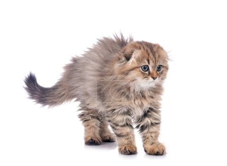 Foto de Highland pliegue gatito en frente de blanco fondo - Imagen libre de derechos