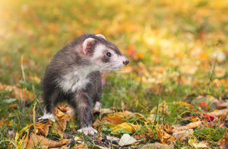 female ferret staying in the field, in France