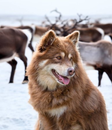 Téléchargez les photos : Brun finlandais Lapphund marche dans la nature - en image libre de droit