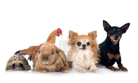 Foto de Conejo, perros y pollo frente al fondo blanco - Imagen libre de derechos