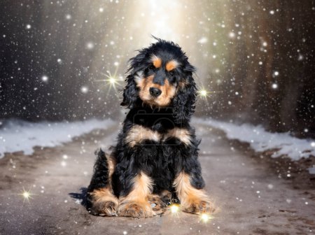 Photo for English Cocker Spaniel in the nature in winter - Royalty Free Image