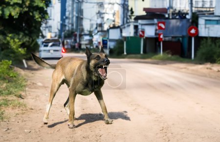 Photo for Aggressif belgian shepherd in a street in city - Royalty Free Image