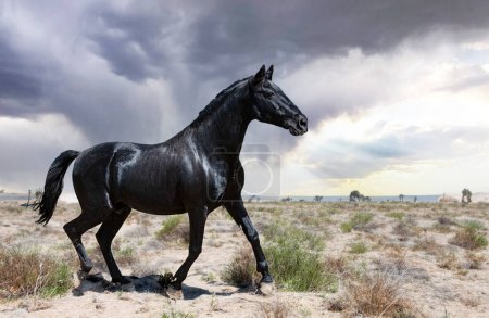 Téléchargez les photos : Portrait of a black stallion in the nature - en image libre de droit