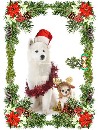Foto de Samoyedo de perro y chihuahua en frente de fondo blanco - Imagen libre de derechos