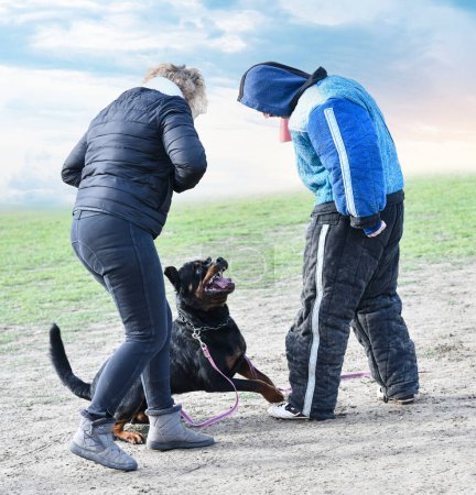 Foto de Entrenamiento joven rottweiler para el deporte de protección y la policía - Imagen libre de derechos