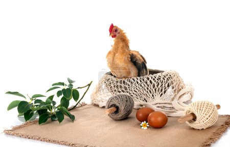 Téléchargez les photos : Décoration nature et poulet devant fond blanc - en image libre de droit