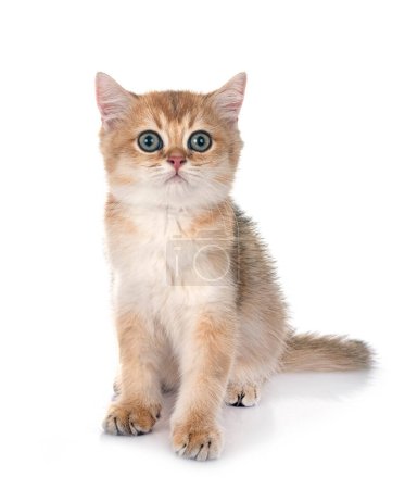Photo for Scottish straight kitten in front of white background - Royalty Free Image