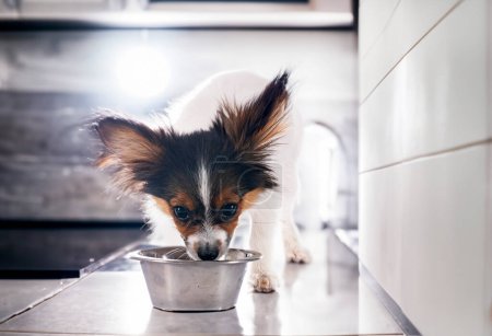 Photo for Puppy papillon dog eating in front of kitchen background - Royalty Free Image