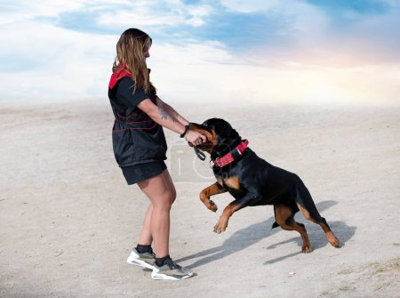 Photo for Dog training  for obedience discipline in a club - Royalty Free Image