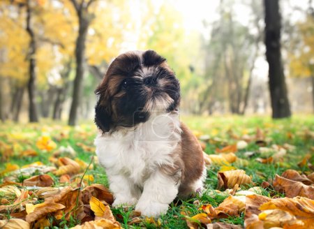 puppy shih tzu in front of autumn background