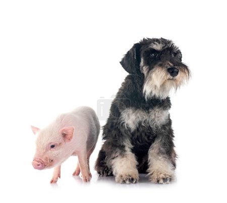 Photo for Pink miniature pig  and schnauzer in front of white background - Royalty Free Image