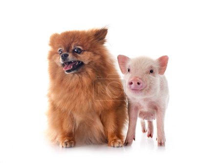 pink miniature pig and spitz in front of white background