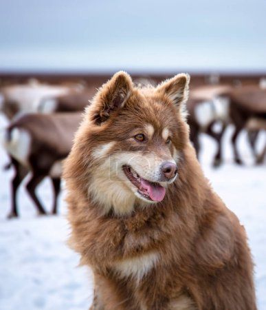Photo for Brown Finnish Lapphund walking in the nature - Royalty Free Image