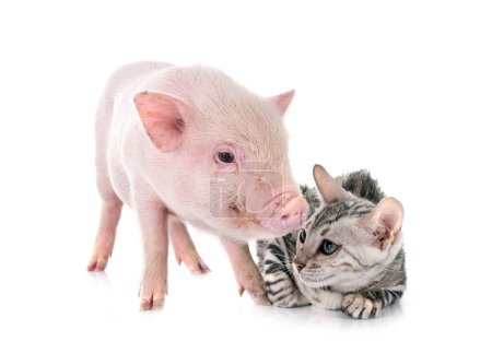 Téléchargez les photos : Cochon miniature rose et chaton devant fond blanc - en image libre de droit