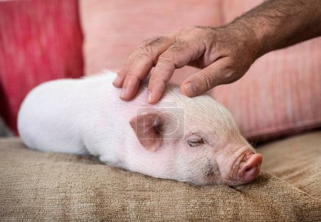 Téléchargez les photos : Cochon miniature rose sur le canapé dans une maison - en image libre de droit