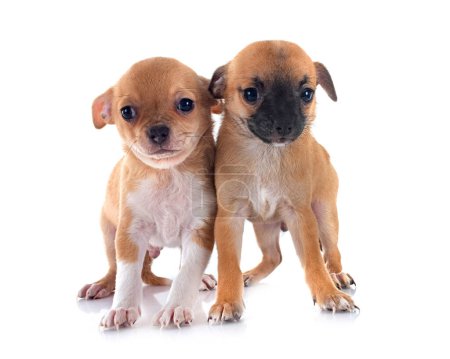 Foto de Chihuahuas frente a fondo blanco - Imagen libre de derechos