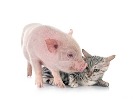 Téléchargez les photos : Cochon miniature rose et chaton devant fond blanc - en image libre de droit