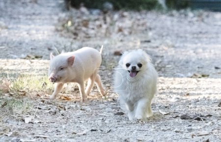Téléchargez les photos : Cochon miniature rose et chihuahua marchant dans le jardin en été - en image libre de droit
