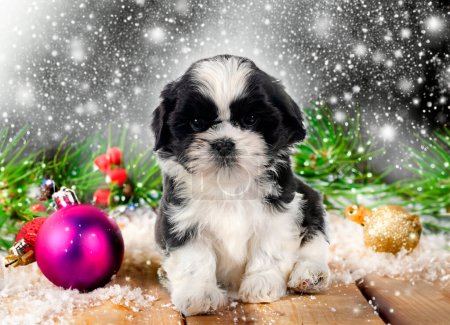 Foto de Cachorro shih tzu en frente de fondo de Navidad - Imagen libre de derechos