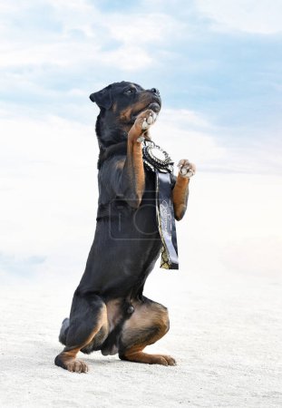Téléchargez les photos : Compétition pour l'obéissance discipline avec un rottweiler - en image libre de droit