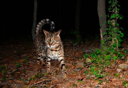 Téléchargez les photos : Chat bengale marchant dans une forêt, dans la nuit - en image libre de droit