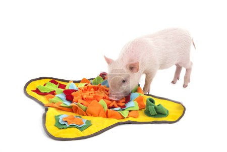 Foto de Cerdo miniatura rosa delante de fondo blanco - Imagen libre de derechos