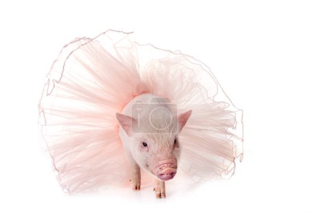 Foto de Cerdo miniatura rosa con tutú delante de fondo blanco - Imagen libre de derechos