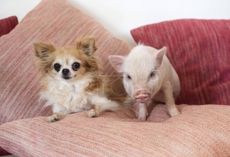 Téléchargez les photos : Cochon miniature rose et chihuahua sur le canapé dans une maison - en image libre de droit