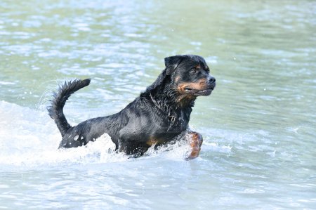 Téléchargez les photos : Jeune rottweiler nageant dans une rivière en été - en image libre de droit