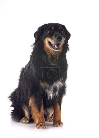 Photo for Purebred Hovawart in front of white background - Royalty Free Image