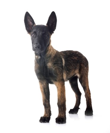 Photo for Young belgian shepherd in front of white background - Royalty Free Image
